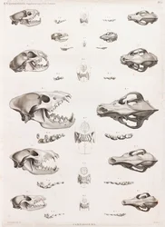 Mammifères : Crânes de carnivores