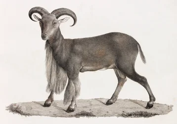 Mammifères : un mouflon à manchettes