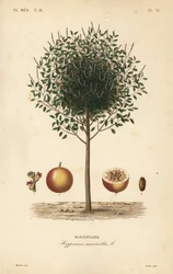 Manchineel, Hippomane mancinella