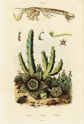 Crevette mante, fleur étoilée et coléoptère, 1834-1839 (gravure)