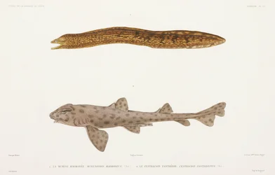 Murène marbrée et requin