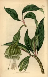 Markea viridiflora (Solandra viridiflora)