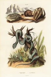 Vipère de Martinique et trilobites éteints