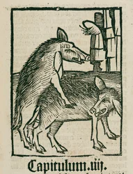 Accouplement de sangliers