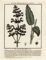 Sauge des prés, Salvia pratensis