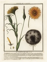 Salsifis des prés, Tragopogon pratensis