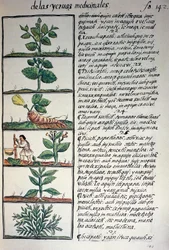 Plantes médicinales, texte en nahuatl, d
