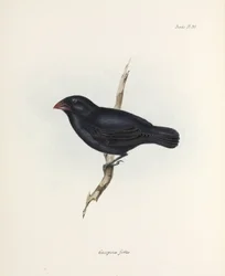 Pinson moyen, Îles Galápagos, vers 1832-1836