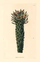 Tête de Méduse, Euphorbia caput-medusae