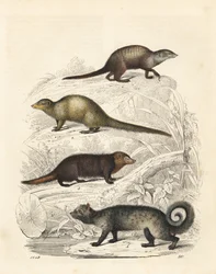 Suricate, Suricata suricatta 1, mangouste grise indienne, Herpestes edwardsii 2, kusimanse commun, Crossarchus obscurus 3, et civette palmiste asiatique, Paradoxurus hermaphroditus 4. Lithographie coloriée à la main du "Livre du Monde" de Carl Hoffmann, St