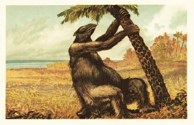 Megatherium americanum tirant sur un palmier