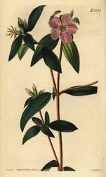 Melastoma osbeckioides. Gravure en cuivre colorée à la main par Weddell d