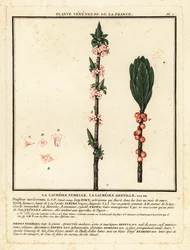 Bois-joli, Daphne mezereum
