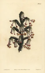 Bruyère monadelphe