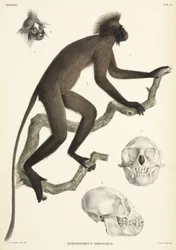 Détails de singe et de crâne, Sumatra, Indonésie