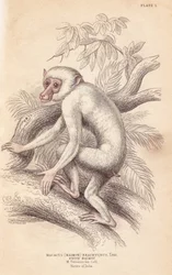 Macaque maure, Macaca maura (Macacus maimon brachyurus). Maimon blanc, considéré comme un juvénile albinos. Gravure sur acier colorée par Lizars d