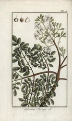 Moringa (Moringa oleifera)