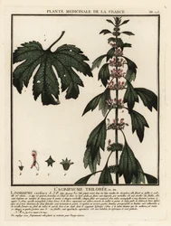 Agripaume, Leonurus cardiaca