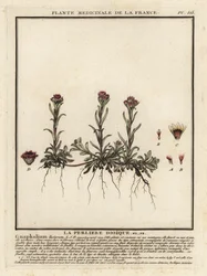 Immortelle des montagnes, Antennaria dioica