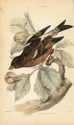 Pinson des montagnes ou bruant des neiges, Fringilla montifringilla. 1889 (gravure)