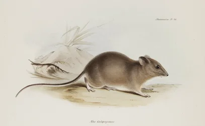 Souris, Îles Galápagos, vers 1832-1836