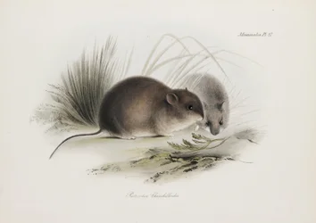 Souris, Terre de Feu, Amérique du Sud, vers 1832-1836