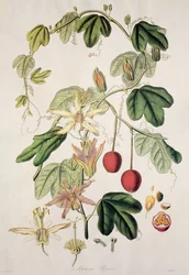 Murucuja baueri / Fleur de la passion