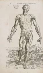 Muscles Vue de face des muscles superficiels du corps humain masculin