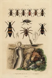 Mygale à porte-trappe et son nid, et coléoptères, espèces de Mylabris