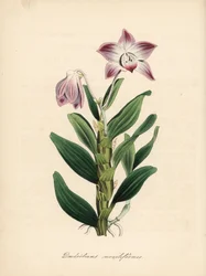 Dendrobium à tige en collier ou orchidée sekikoku, Dendrobium moniliforme. Zincographie coloriée à la main par C. Chabot dessinée par Miss M. A. Burnett de son ouvrage Plantae Utiliores: or Illustrations of Useful Plants, Whittaker, Londres