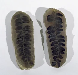 Neuropteris (Fronde de fougère de mer) trouvée à Coseley, Staffordshire, Période Carbonifère Supérieure