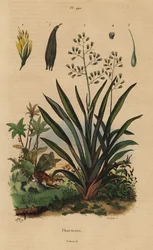 Lin de Nouvelle-Zélande ou harakeke, Phormium tenax