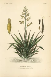 Lin de Nouvelle-Zélande, Phormium tenax