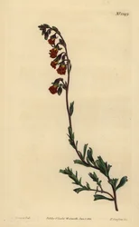 Hermannia odorante de nuit, Hermannia flammea