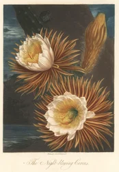 Floraison nocturne du pitaya ou fruit du dragon. Eau-forte, tirée de The Temple of Flora, par Dr. Robert Thornton (1768-1837)