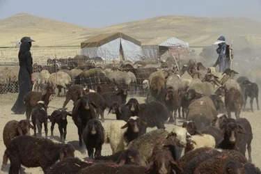 Tentes nomades entre Tamar et Ashkhaneh, Iran 2022
