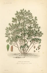 Cirier de Pennsylvanie