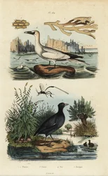 Fou de Bassan, Morus bassanus, foulque à front rouge, Fulica rufifrons, algue Flustra foliacea, et guêpe Gasteruption