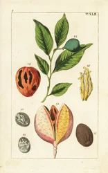 Noix de muscade et arbre à macis, Myristica fragrans