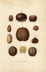 Fruits en chaton