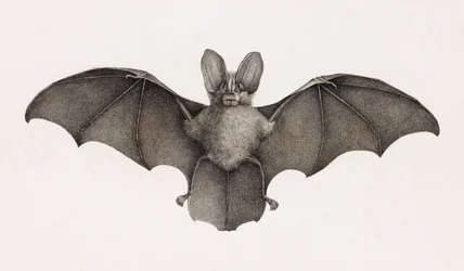 Nyctère de Thébaïde, chauves-souris en Égypte