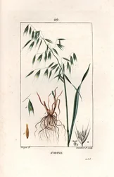 Avoine cultivée ou avoine byzantine - Gravure par Lambert fils, d