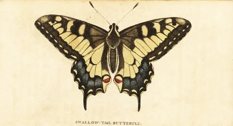 Machaon, Papilio machaon (gravure)