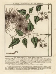 Barbe de vieillard, Clematis vitalba