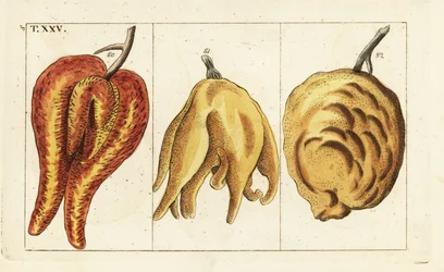 Oranges, formes déformées et bulbeuses, Citrus aurantium