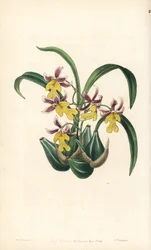 Variété d