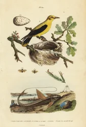 Oriole noir, Gymnomystax mexicanus, nid et œufs, poisson-chat cuirassé chocolat, Loricaria cataphracta, et tenthrède du pin, Neodiprion sertifer