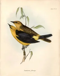 Ornithologie : « Certhidea olivacea » observée et décrite par Charles Darwin lors de son expédition à bord du Beagle. Planche tirée de « The zoology of the voyage of H.M.S. Beagle. Flight. III, Birds described by John Gould, with notice of their habits by