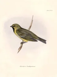 Ornithologie: Chlorospiza xanthogramma, Description d