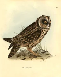 Ornithologie : « Otus Galapagoensis » hibou des Galapagos décrit par Charles Darwin (1809-1882) lors de son expédition à bord du Beagle. Planche de « Oiseaux décrits par John Gould, avec notice de leurs habitudes par Charles Darwin »